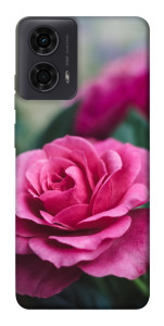 Чохол Троянда у саду для Motorola Moto G24