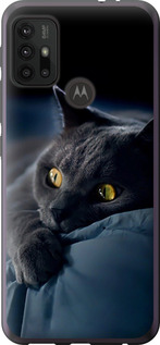 Чехол на Motorola Moto G20 Димчастий кіт 825u-2461 (Сірий)