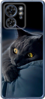 Чехол на Motorola Edge 40 Дымчатый кот 825u-3335 (Серый)