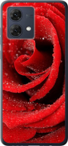 Чехол на Motorola Moto G84 Красная роза 529u-3344 (Красный)