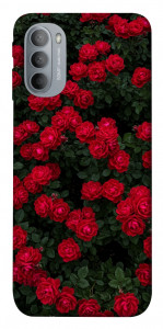 Чохол Eternal roses для Motorola Moto G31