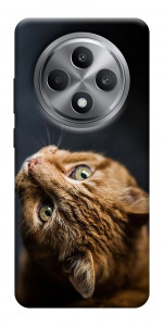 Чехол Рыжий кот для Oppo Reno 12 F 4G