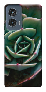 Чехол Эхеверия для Motorola Edge 50 Fusion