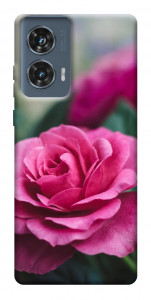 Чехол Роза в саду для Motorola Edge 50 Fusion
