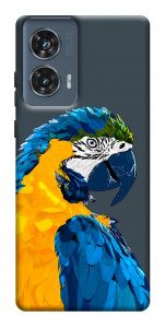 Чехол Попугай для Motorola Edge 50 Fusion