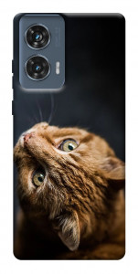 Чехол Рыжий кот для Motorola Edge 50 Fusion