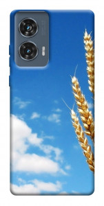 Чехол Пшеница для Motorola Edge 50 Fusion