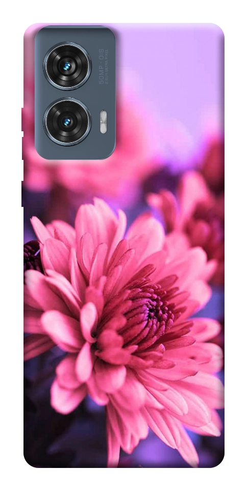 Чохол Ніжна хризантема для Motorola Edge 50 Fusion