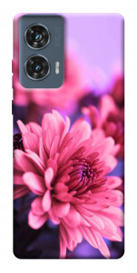 Чехол Нежная хризантема для Motorola Edge 50 Fusion