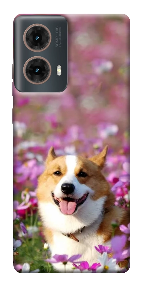 Чехол Корги в цветах для Motorola Moto G85