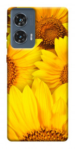 Чехол Букет подсолнухов для Motorola Edge 50 Fusion