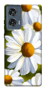 Чехол Ароматная ромашка для Motorola Edge 50 Fusion