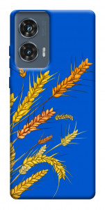 Чехол Колоски для Motorola Edge 50 Fusion