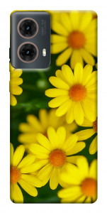 Чехол Yellow chamomiles для Motorola Moto G85