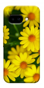 Чехол Yellow chamomiles для Google Pixel 9a