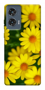 Чехол Yellow chamomiles для Motorola Edge 50 Fusion