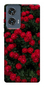 Чохол Eternal roses для Motorola Edge 50 Fusion
