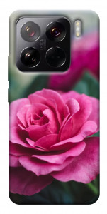 Чехол Роза в саду для Xiaomi 15 Pro