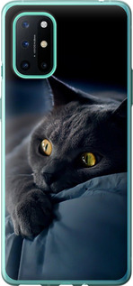 Чохол для OnePlus 8T Димчастий кіт (Сірий)