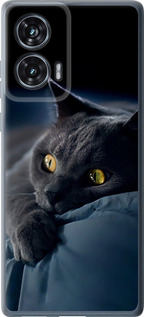 Чохол для Motorola Edge 50 Fusion Димчастий кіт (Сірий)