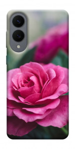 Чохол Троянда у саду для Galaxy S25 Edge