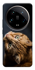 Чехол Рыжий кот для Xiaomi 14 Ultra