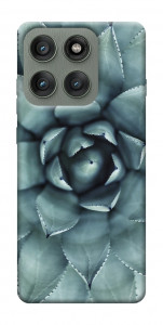 Чехол Суккуленты для Motorola Edge 60 Pro