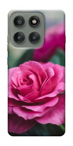 Чехол Роза в саду для Motorola Edge 60 Pro