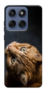 Чохол Рудий кіт для Motorola Edge 60 Fusion