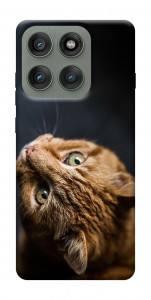 Чохол Рудий кіт для Motorola Edge 60 Pro