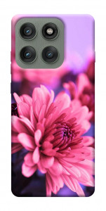 Чохол Ніжна хризантема для Motorola Edge 60 Pro