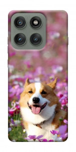 Чохол Коргі в квітах для Motorola Edge 60 Pro