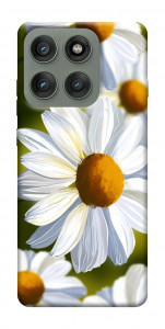 Чохол Ароматна ромашка для Motorola Edge 60 Pro