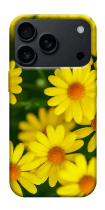 Чохол Yellow chamomiles для iPhone 17 Pro Max
