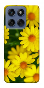 Чохол Yellow chamomiles для Motorola Edge 60 Fusion