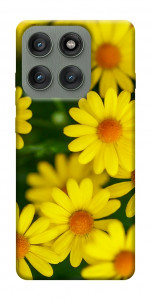 Чохол Yellow chamomiles для Motorola Edge 60 Pro