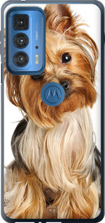 Чохол Йоркширський тер'єр з хвостиком на Motorola Edge 20 Pro