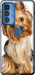 Чохол Йоркширський тер'єр з хвостиком на Motorola Edge 20 Pro