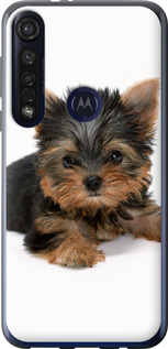 

Чехол Щенок йоркширского терьера для Motorola G8 Plus 1612402