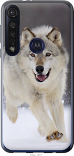 

Чохол Вовк що біжить на Motorola G8 Plus 1588082