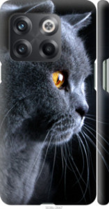 Чехол Красивый кот для OnePlus 10T