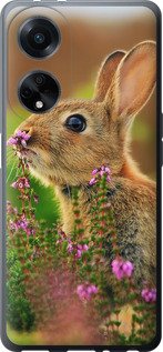 

Чохол Кролик і квіти на Oppo A98 1696195