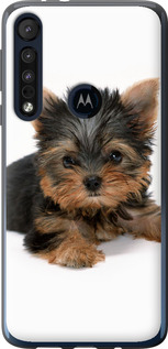 Чехол Щенок йоркширского терьера для Motorola One Macro