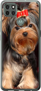 

Чехол Йоркширский терьер для Motorola G9 Power 1634932