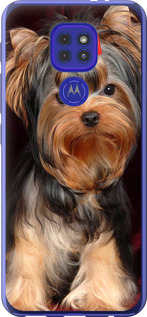 

Чехол Йоркширский терьер для Motorola G9 Play 1634931