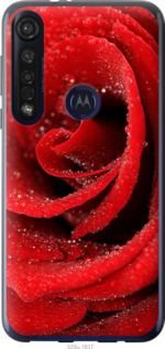 

Чехол Красная роза для Motorola G8 Plus 1574214