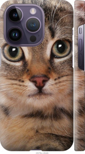 

Чохол Смугастий котик на iPhone 14 Pro 1481712