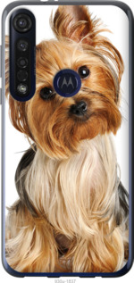 Чохол Йоркширський тер'єр з хвостиком на Motorola G8 Plus