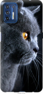 Чехол Красивый кот для Motorola G9 Plus