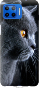 Чехол Красивый кот для Motorola Moto G Plus